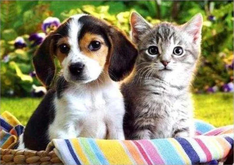 Puppy en kitten